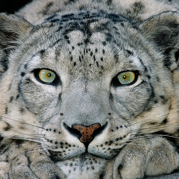 snowleopard777